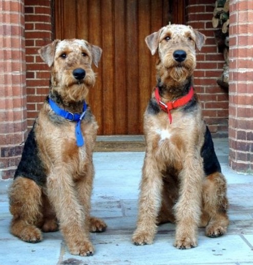The Honiley Hall Airedale Terriers